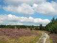 /album/fotogalerie5/vresoviste-luneburger-heide-v-braniborsku-jpg/